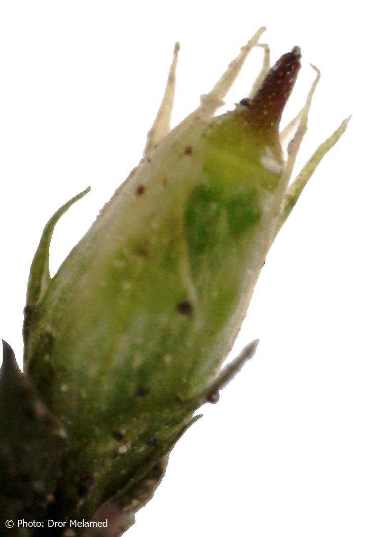 Cryphaea  heteromalla